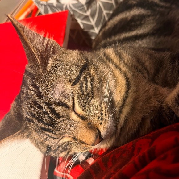 Meet your Posher, Sophia - Picture 1 of 1